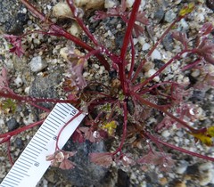 Corydalis casimiriana