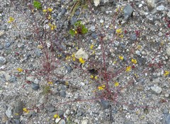 Corydalis casimiriana