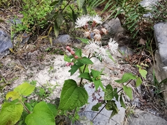 Chromolaena bigelovii