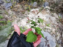 Chromolaena bigelovii