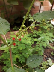 Rivina humilis