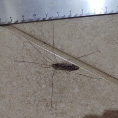Ischnotoma
