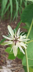 Passiflora pohlii