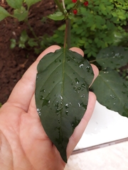 Rivina humilis