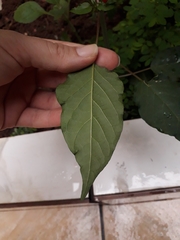 Rivina humilis