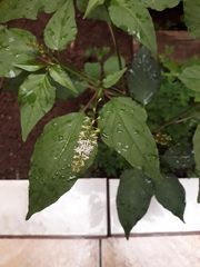 Rivina humilis