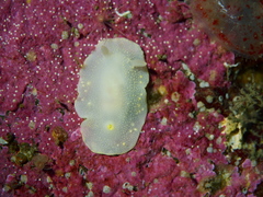 Cadlina laevis