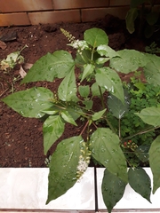 Rivina humilis