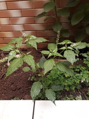 Rivina humilis