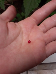 Rivina humilis