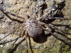 Leptobunus