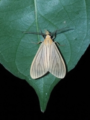 Biturix venosata