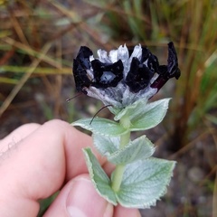 Stachytarpheta glazioviana