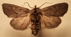 Fishia yosemitae
