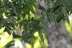 Sarcotoechia serrata