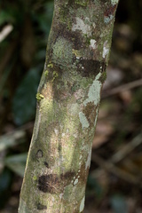 Sarcotoechia serrata