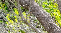 Procordulia jacksoniensis