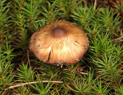 Inocybe fuscodisca
