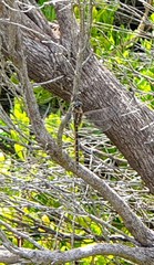 Procordulia jacksoniensis