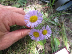 Erigeron glabellus
