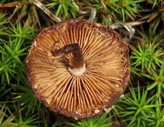 Inocybe fuscodisca
