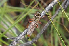 Zosteria sydneensis