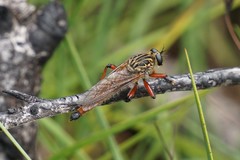 Zosteria sydneensis