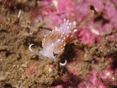Facelina auriculata