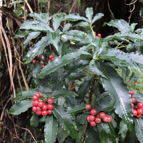 Ardisia crenata