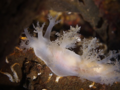 Dendronotus