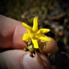 Menodora decemfida