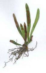 Notogrammitis ciliata