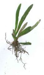 Notogrammitis ciliata