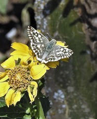 Heliopetes americanus bellatrix