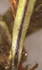 Notogrammitis ciliata