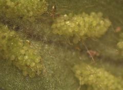 Notogrammitis ciliata