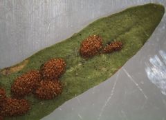 Notogrammitis ciliata