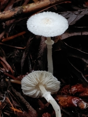 Lepiota sequoiarum