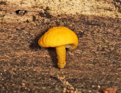 Cyptotrama chrysopepla