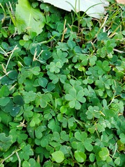 Trifolium repens repens