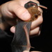 Pipistrellus subflavus - Photo (c) Jason Whittle,  זכויות יוצרים חלקיות (CC BY-NC-ND), הועלה על ידי Jason Whittle