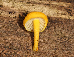 Cyptotrama chrysopepla