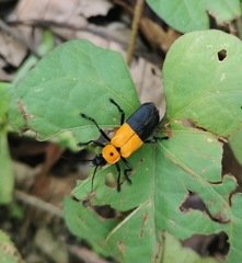 Chauliognathus heros