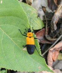 Chauliognathus heros