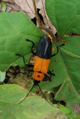 Chauliognathus heros