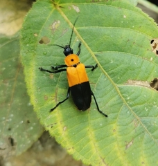 Chauliognathus heros