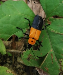 Chauliognathus heros