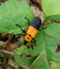 Chauliognathus heros