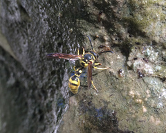 Eumenes verticalis