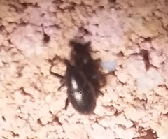 Tyloderma baridium